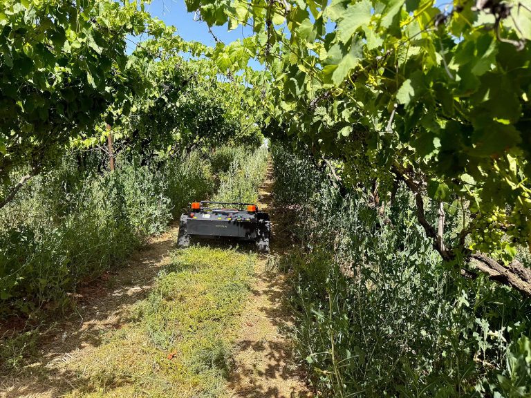 VTLM800 remote controlled crawler brush mower in Action at an Israeli Vineyard